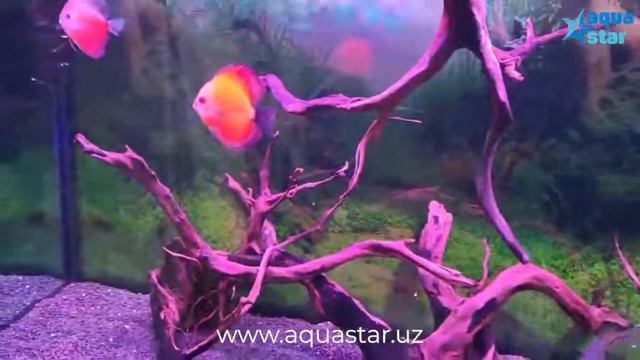 Аквариум + Рыбки = Здоровье! смотреть онлайн