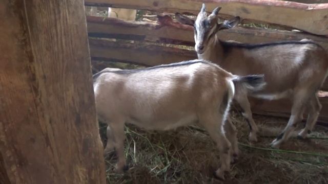 ЭКСКУРСИЯ ПО ХОЗЯЙСТВУ смотреть онлайн