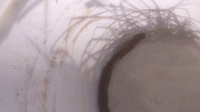 вьюно сом или сомо вьюн в будущем смотреть онлайн