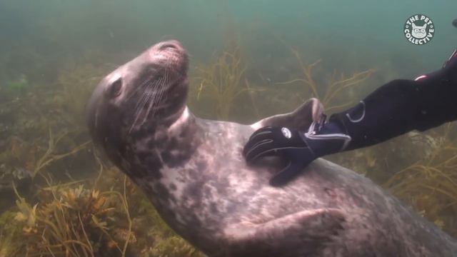 Seals Are Actually Ocean Puppies | Funny Seal Video Compilation