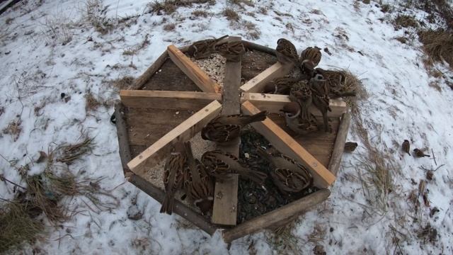 Можно ли птицам давать пшено? / Отделяем зёрна от плевел смотреть онлайн