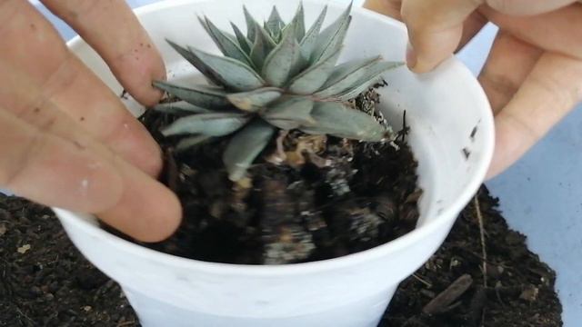 echeveria porpusorum white suculentas donsuculento смотреть онлайн
