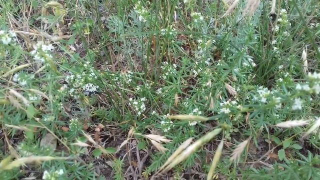 Подмаренник цепкий Гутор Галина смотреть онлайн