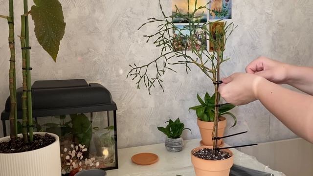 Делаю красивыми 10 растений за 300 рублей с Авито смотреть онлайн