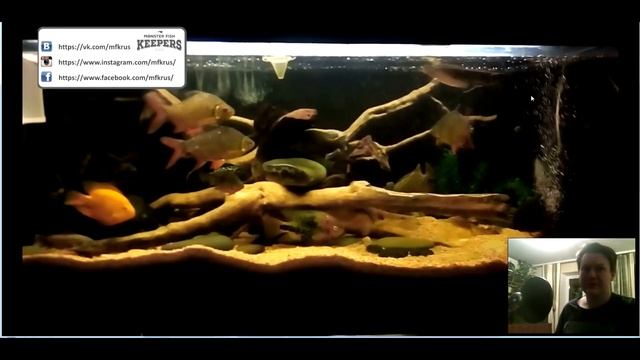 Интерактивный аквариумный туризм Сезон 3 Выпуск 38(Перенаселение?) смотреть онлайн