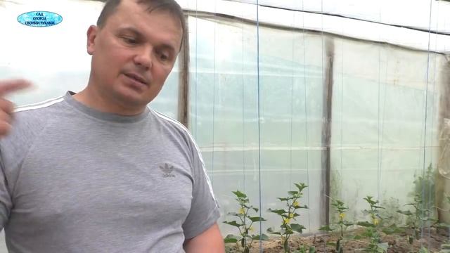 Удалять или нет первые огурчики? смотреть онлайн