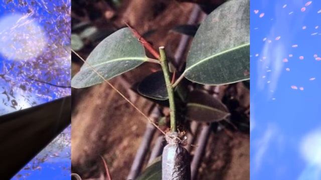 Биология, 6 кл., § 17 "Вегетативное размножение растений и его использование человеком" смотреть онлайн