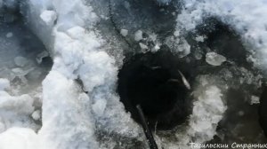 Как насадить ,одеть Живца на крючок,тройник,двойник  на жерлицу