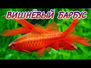 ВИШНЁВЫЙ БАРБУС. СОДЕРЖАНИЕ И РАЗВЕДЕНИЕ В АКВАРИУМЕ.
