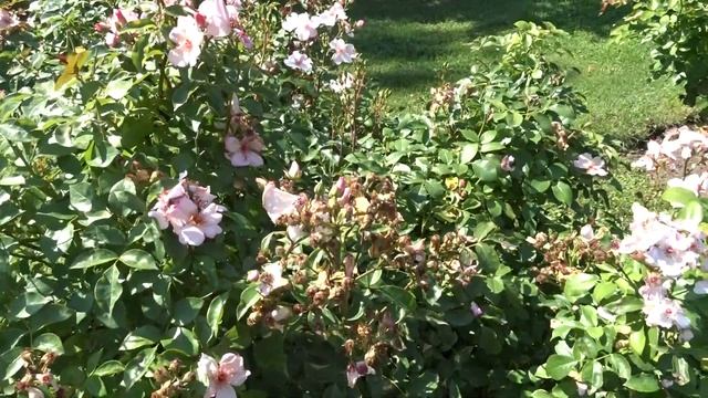 Rosa ´Astronomia´ смотреть онлайн