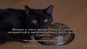 Возможные причины почему кот перестал ходить в лоток