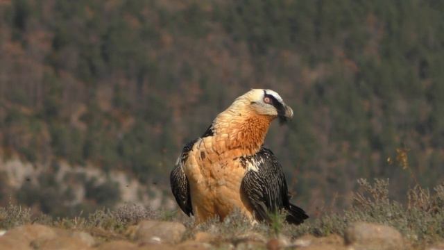 WILDPIX SPANJE ROOFVOGELREIS II 720p смотреть онлайн