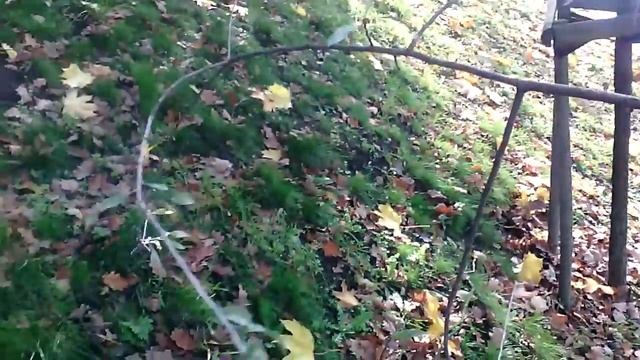 ГРУША ИВОЛИСТНАЯ PYRUS SALICIFOLIA