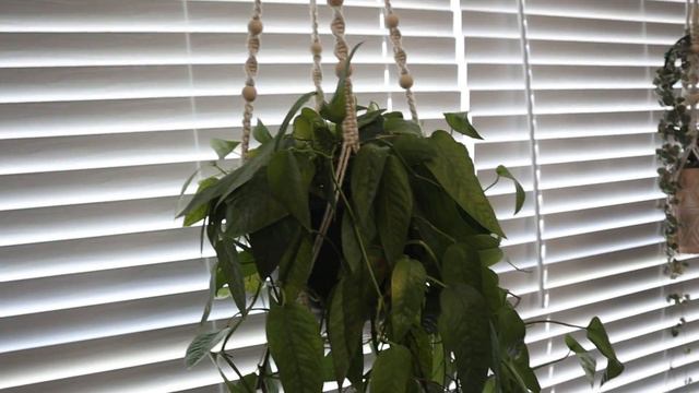 Updated Hanging Plants: The Best Way To Maximize Your Space смотреть онлайн