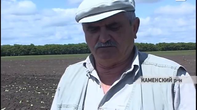 В Каменском районе площади, занятые овощными культурами, увеличились почти в 10 раз смотреть онлайн