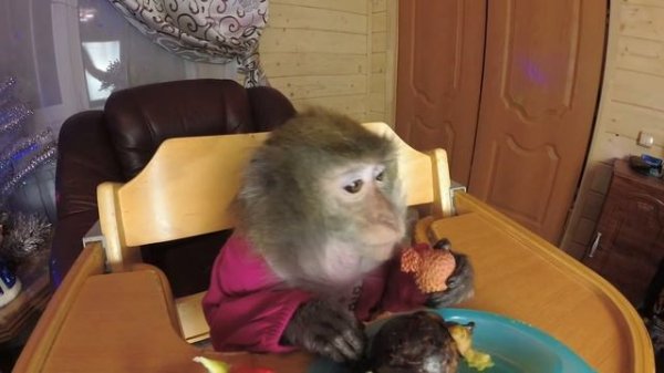 Monkey Home " из неизданного")