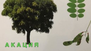 Изучаем деревья. Виды деревьев. Деревья для детей. Карточки Домана