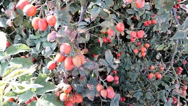 Шиповник. смотреть онлайн