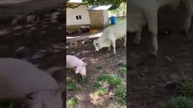 cow vs pig#shorts смотреть онлайн