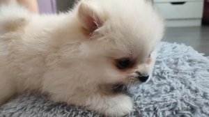 Купили собаку | Трудности | Товары для собак | Приучение к пелёнке | новый друг