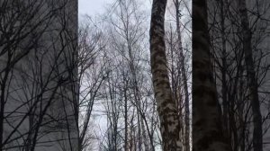?Что, стоишь, качаясь, тонкая рябина? #песня #песни #рябина