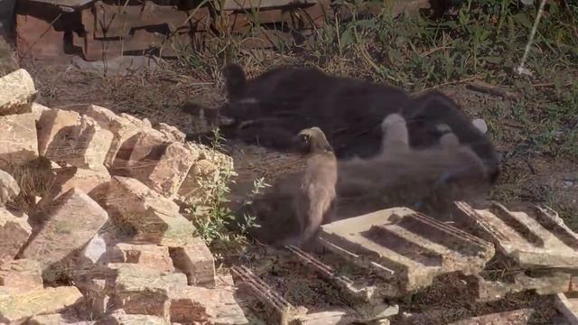 11_08_2020_Жили-были два кота.mp4 смотреть онлайн