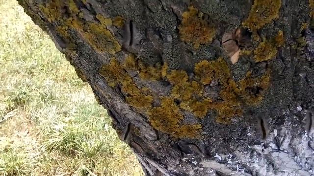 Гусеницы в Дубовом смотреть онлайн