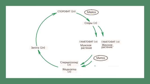Жизненный цикл спорового растения смотреть онлайн