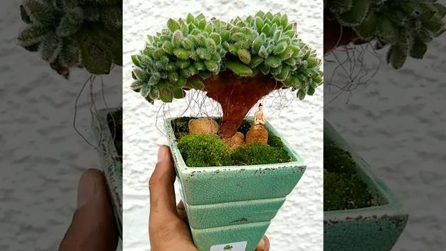 'Echeveria setosa cristata'? смотреть онлайн