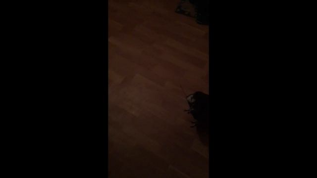 СОКОЛ Балобан БЕЖИТ за МНОЙ / Тренировка в Домашних условиях. смотреть онлайн