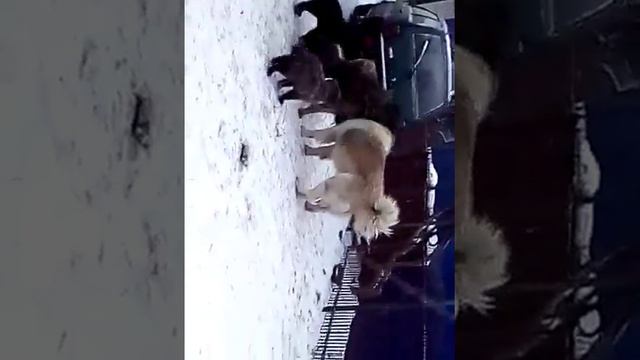 Кавказская овчарка и щенки 2,5 месяца смотреть онлайн