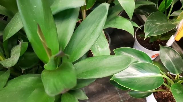 ☃️?ОБИ?Окунемся в Лето?Море Цветов? смотреть онлайн