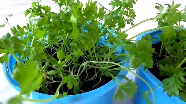 Посев и выращивание рассады сельдерея на подоконнике без пикировки. смотреть онлайн