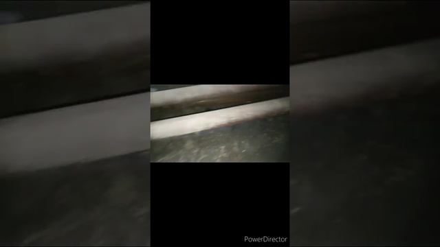 #тараканымутанты Большие тараканы в подвале. смотреть онлайн