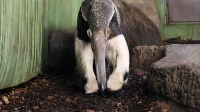 Муравьеды. Калле спит, а Майе одной скучно 20.10.2023 смотреть онлайн