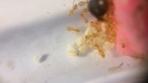 Жёлтый земляной муравей ЛАЗИУС ФЛАВУС // Lasius Flavus // Обзор