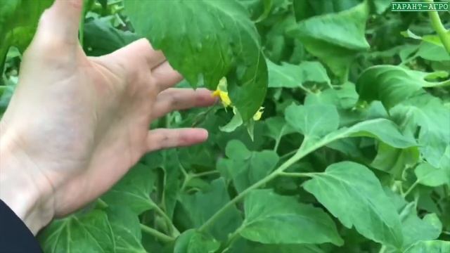 ПИНК МАРГАРИ F1. ОБЗОР ТОМАТА. 3 ГЕКТАРА смотреть онлайн