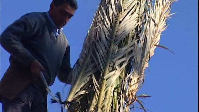El PALMERAL. Peligrosa recogida de dátiles y palmas secas para su tradicional artesanía | Documenta смотреть онлайн
