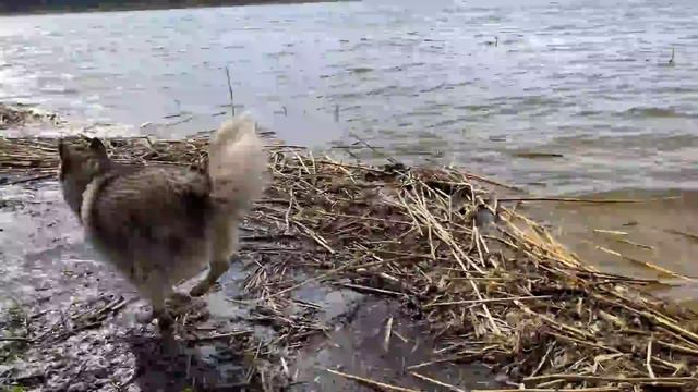СОБАКИ ОХОТЯТСЯ НА ЗАЙЦА / хаски напал на зайцев смотреть онлайн