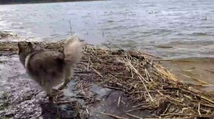 СОБАКИ ОХОТЯТСЯ НА ЗАЙЦА / хаски напал на зайцев