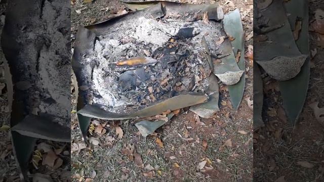 Part 2: Burning Blue Agave Americana/Restrain the Fire/ Clippings work REALLY GOOD смотреть онлайн