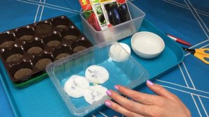 ЗАМАЧИВАНИЕ И ПРОРАЩИВАНИЕ СЕМЯН БАКЛАЖАНА И ПЕРЦА