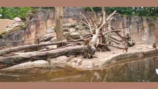 ?? Зоопарк в г. #НЮРНБЕРГ ? Представление дельфинов(Бавария) смотреть онлайн