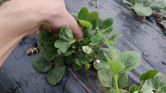 СТРАШНЫЙ СОН клубничника на ЯВУ!!!!! КЛУБНИКА АЛЬБА В БАЛАГАНЕ НА 9 апреля 2021 года. смотреть онлайн