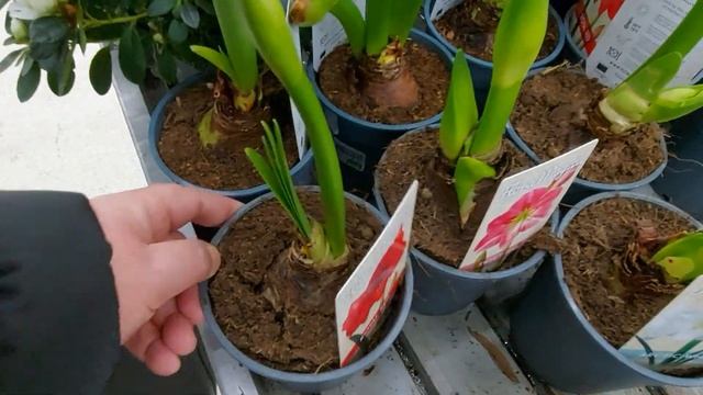 Красота неописуемая Твой дом Цветы смотреть онлайн