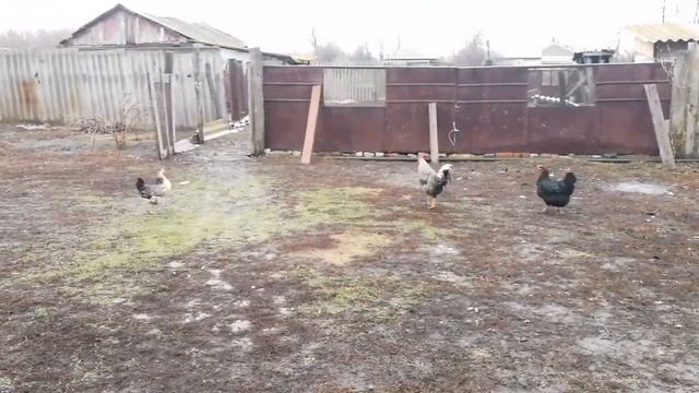 Коврик из ненужных вещей. Сколько навязала ковриков за месяц. Живу в старом доме. Мой двор. смотреть онлайн