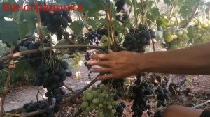виноград матадор 2021г