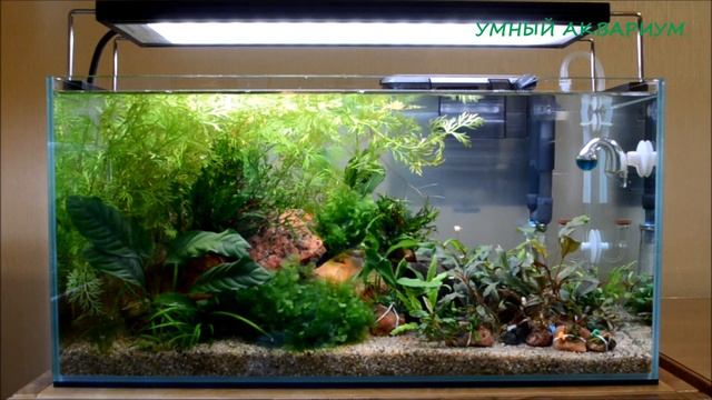 Буцефаландры