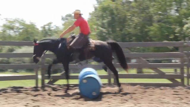 Fox Trotter Gelding Trail Horse смотреть онлайн