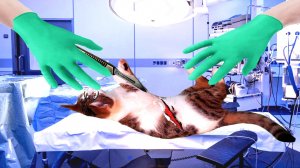 ОПЕРАЦИЯ! Срочно! КОТЁНОК Аниса Умирает??!!